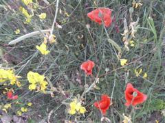 Sch?ne schlichte Blumen - Monblume - Mon
